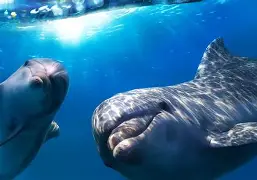 fx+afxa的定义域a0